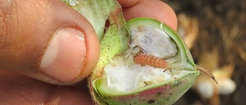 गुलाबी बोंडअळी विषयी जनजागृती करणार चित्ररथ 