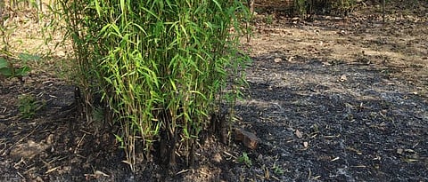 Bamboo cultivation