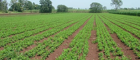  Groundnut Cultivation