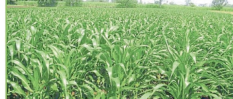 Maize Composting