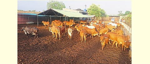 जातिवंत देशी गाईंचे संगोपन करावे. यामुळे दुग्धोत्पादनात सातत्य रहाते.