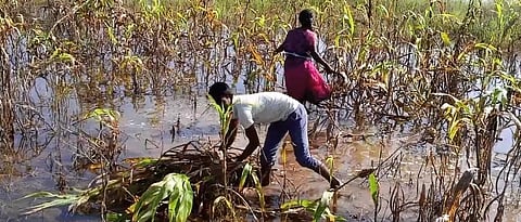  Crop Damage