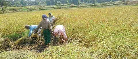 ‘आजरा घनसाळ’चा गंध होणार दुरापास्त