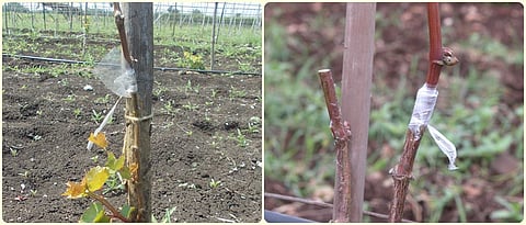Perfect period for grafting in the vineyard