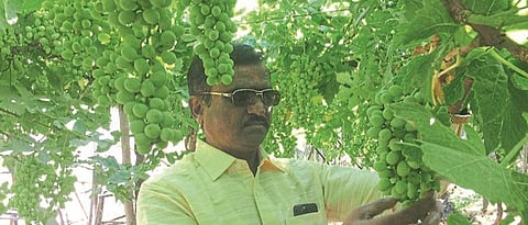 grapes variety 