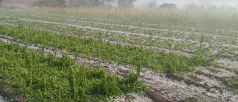 Crop Damage 