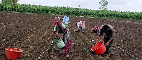 नांदेड, परभणी, हिंगोली जिल्ह्यांत जूनमध्ये सरासरीपेक्षा कमी पाऊस