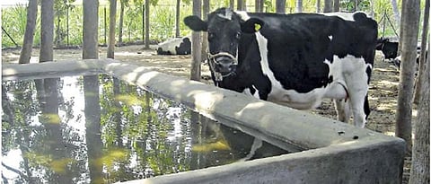  water management of animals