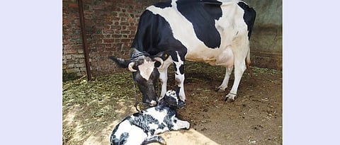 animals suffer from milk fever after calving