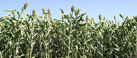 Jowar Production