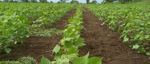 cotton crop 
