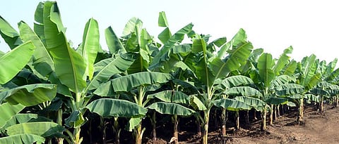 Crop Insurance 