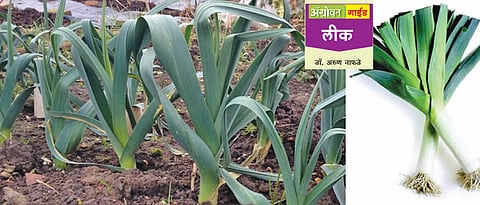   लीक लागवड तंत्रज्ञान 