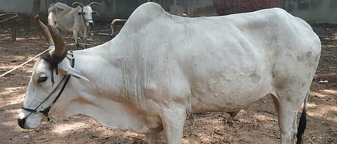 Lumpy Skin