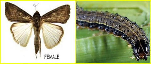 Fall Armyworm
