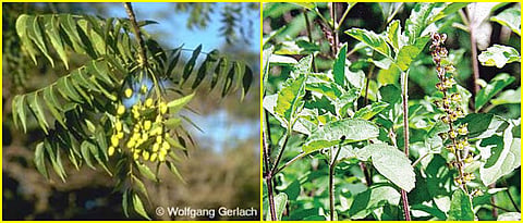Neem, Karanj is useful for dermatitis