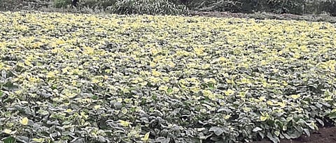Rain to cereal crops Wait; Farmers worried