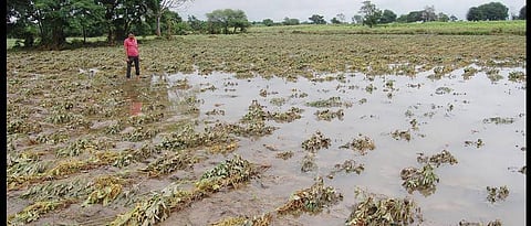 Crop Damage