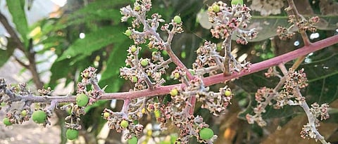 Saffron Mango Management