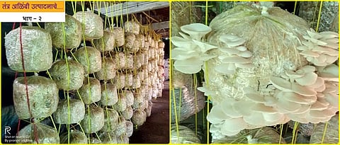 mushroom production