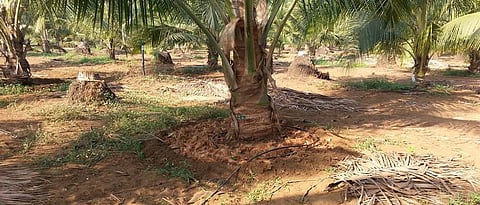 use drip irrigation method in coconut orchards