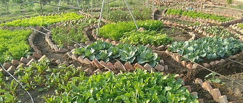 kitchen garden