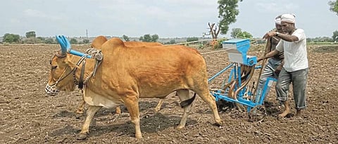 Lack of DAP in Pune district