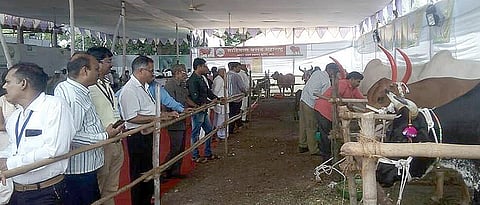 Agricultural Festival