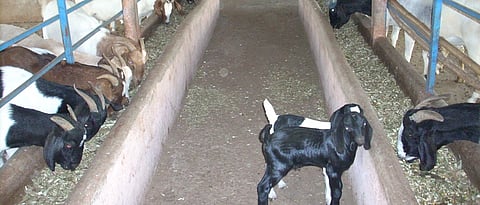 पावसाळ्यात शेळ्यांचा गोठा स्वच्छ अाणि कोरडा ठेवावा.