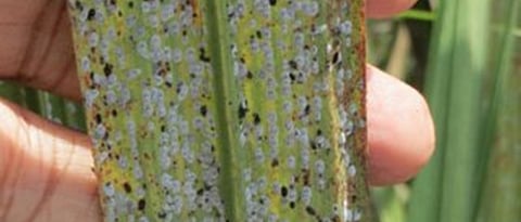  control measures for white fly in sugarcane