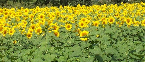 Sunflower 