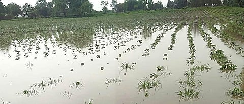 Crop Damage