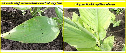 Infestation larvae on leaves.