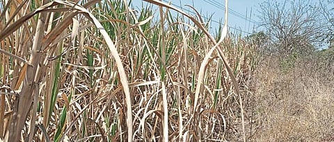 Crops in 1.5 lakh acres started drying up