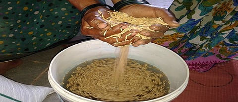 कृषी सल्ला