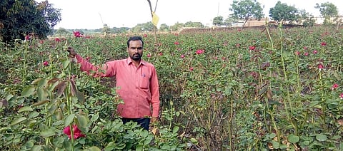 हरंगूळ (बु) येथील उपाडे यांची गुलाबशेती 