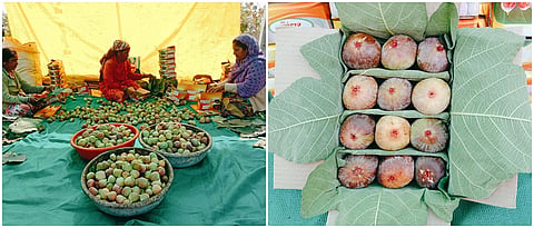 अंजिराची प्रतवारी व बाॅक्स पॅकिंग. 