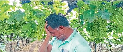 हाता तोंडाशी आलेला घास गेला; द्राक्ष उत्पादकांना अश्रू अनावर...