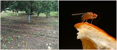 फळगळचे नेमके कारण जाणून करा योग्य उपाययोजना 
