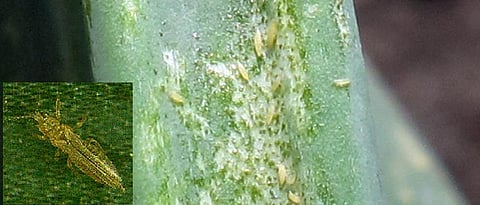 Thrips on onion 