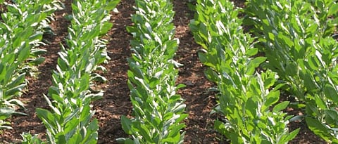 Intercropping in safflower