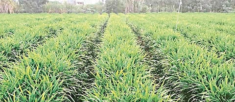 Ginger crop area increased in Satara district