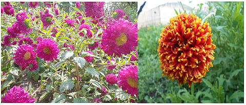 Aster Cultivation