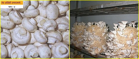 importance  of mushroom in the diet
