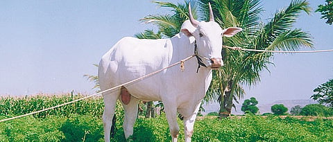 The price of Khilar bulls increased during the night