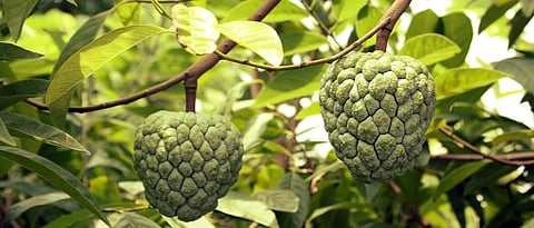 Fig, Custard Apple Management 