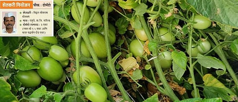 Farmer Planning Crop: Tomatoes