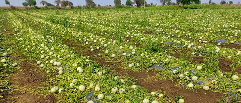  Crop Damage