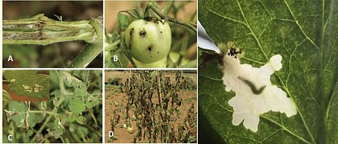 Tuta Absoluta infestation