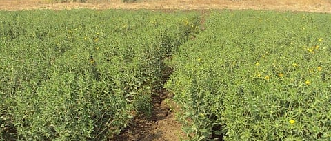 Improved technology for safflower cultivation 